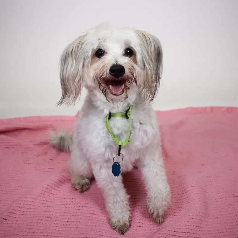 A senior small-sized female White / Cream Yorkshire Terrier dog named Chloe for adoption in West Palm Beach, FL