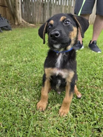 A baby large-sized male Tricolor (Brown, Black, & White) German Shepherd Dog dog named Ziggy for adoption in Liverpool, TX