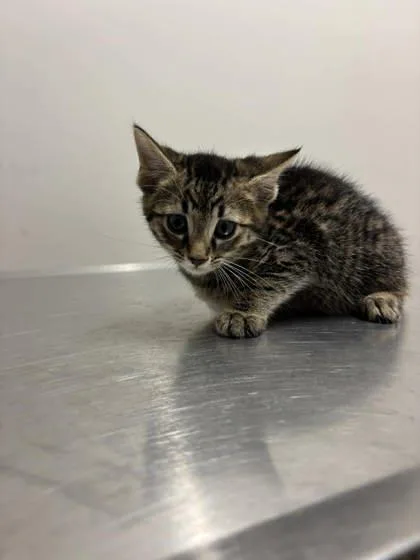 A baby small-sized male Tabby (Brown / Chocolate) Domestic Short Hair cat named Jamie for adoption in Annapolis, MD