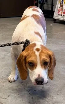 An adult medium-sized male Beagle dog named Toby for adoption in Bowling Green, KY
