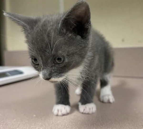 A baby small-sized female Domestic Short Hair cat named Alabama for adoption in Salisbury, MD