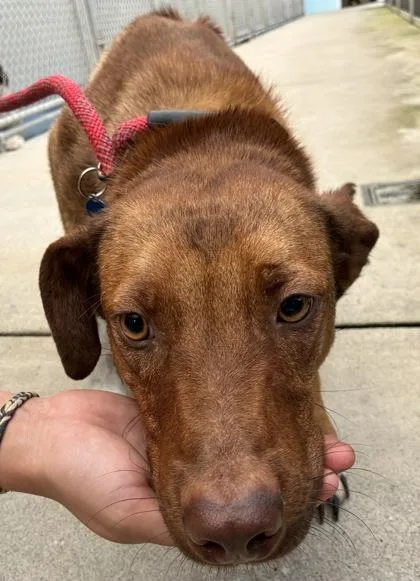 An adult medium-sized male Rhodesian Ridgeback dog named Bugle for adoption in Gainesville, FL