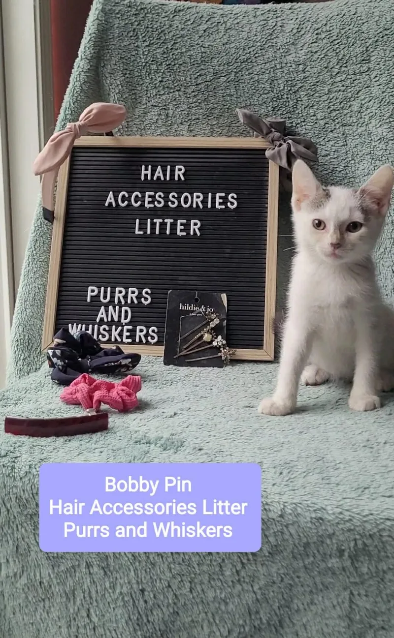 A baby medium-sized female Domestic Short Hair cat named Bobby Pin for adoption in New Hartford, NY