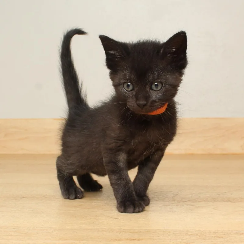 A baby small-sized male Black Domestic Short Hair cat named Pistachio C for adoption in Minnetonka, MN