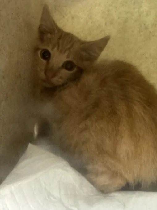 A baby small-sized male Domestic Short Hair cat named Armando for adoption in Los Angeles, CA