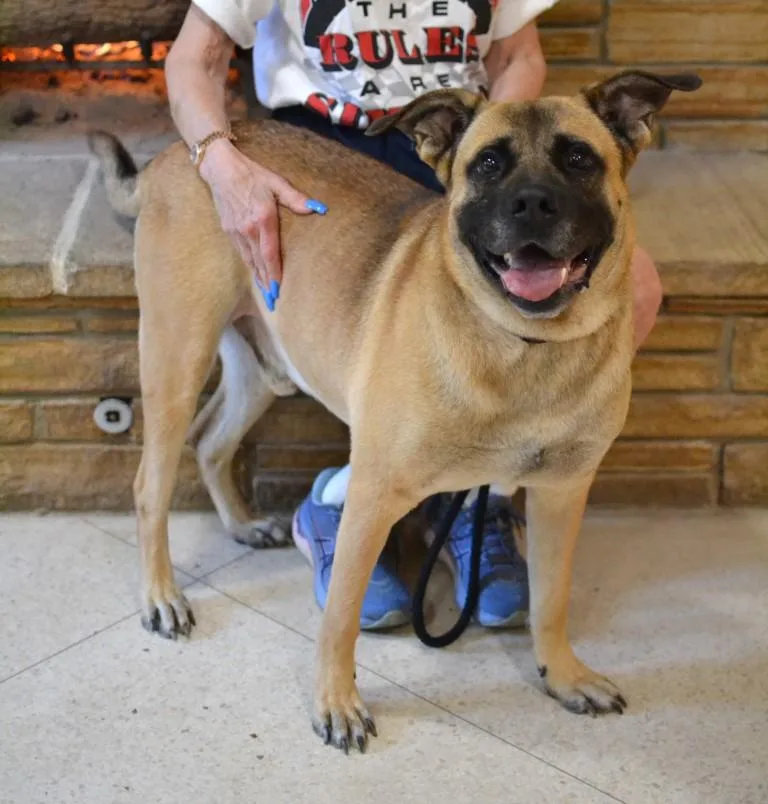 An adult extra large-sized male Mastiff dog named Reggie for adoption in Germantown, TN