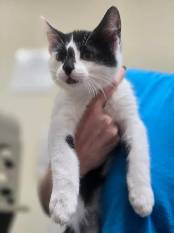 A baby small-sized male Domestic Short Hair cat named Horton for adoption in Kennewick, WA