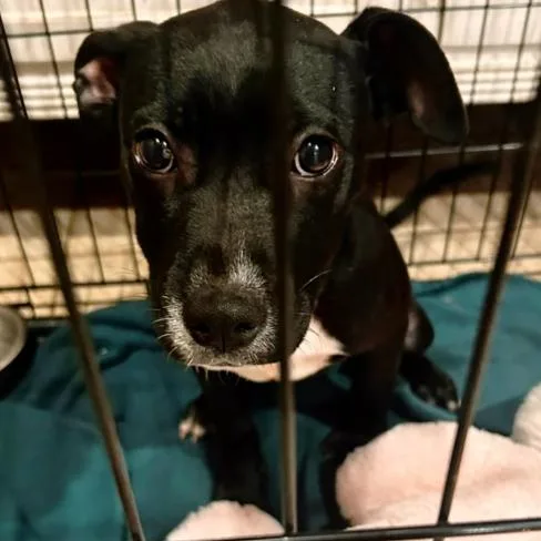 A baby small-sized female Black Pit Bull Terrier dog named Clara for adoption in Okmulgee, OK