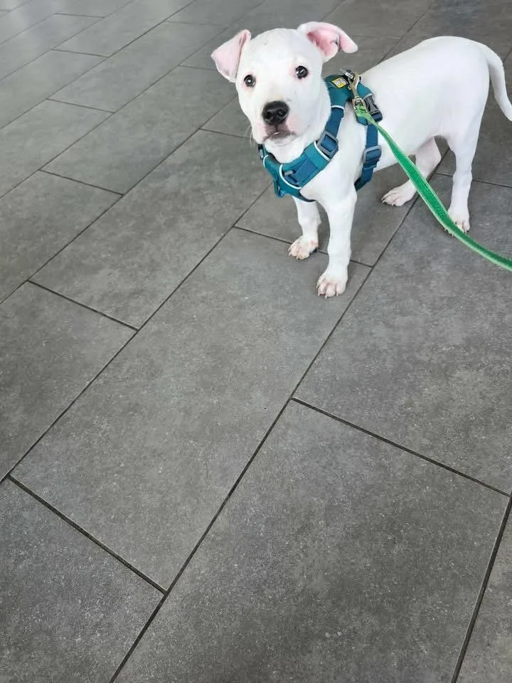 Porky Mario thumbnail 3