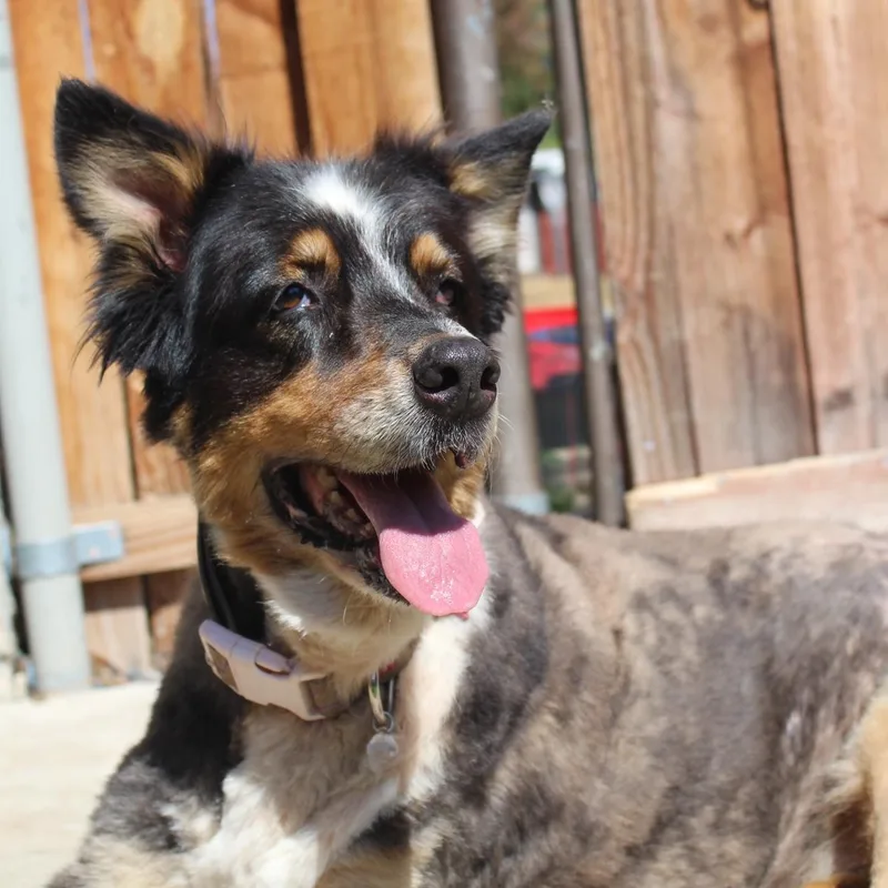 An adult medium-sized female Tricolor (Brown, Black, & White) Australian Shepherd dog named Ms. Gorgeous Minni for adoption in Ridgefield, WA