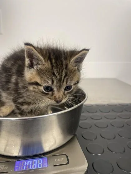 A baby small-sized male Domestic Short Hair cat named Pom Pom for adoption in Roseville, CA