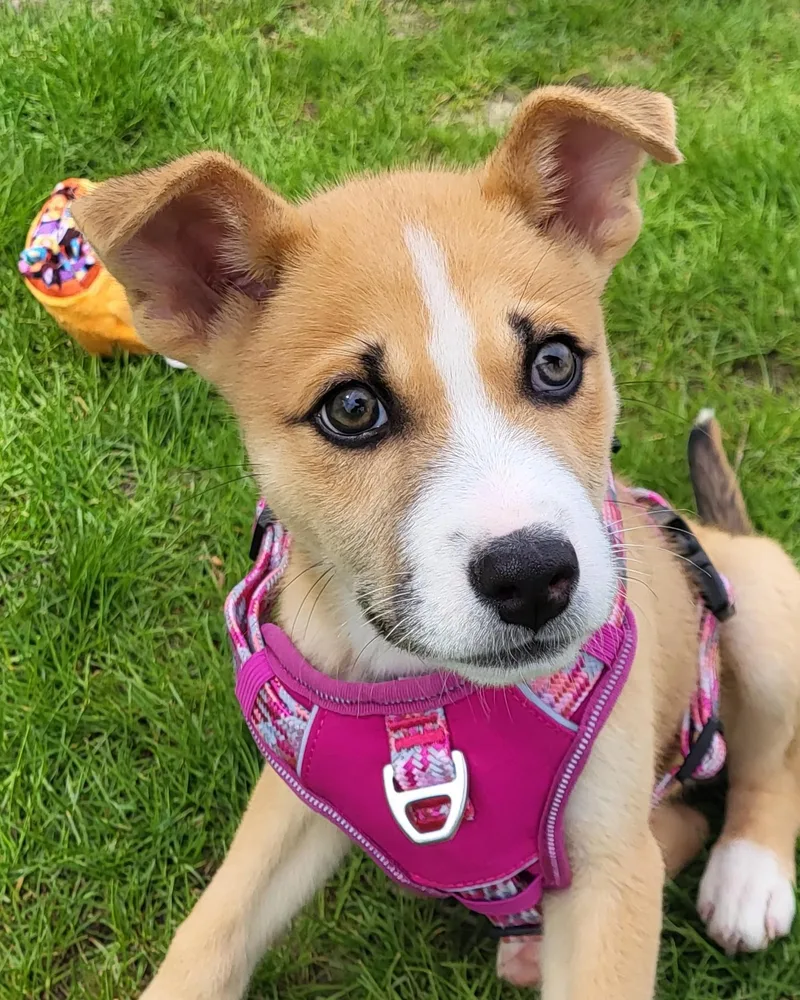 A baby medium-sized male Golden Mixed Breed dog named Ears for adoption in Grayslake, IL