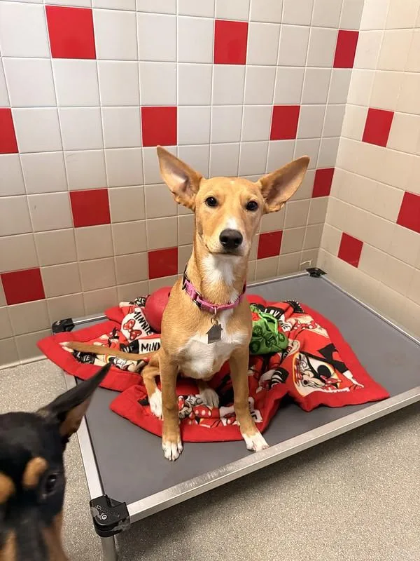 A young medium-sized female Mixed Breed dog named Ginger for adoption in Truckee, CA