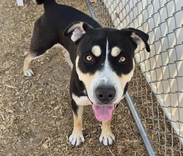 An adult medium-sized male Pit Bull Terrier dog named Buddy for adoption in Albuquerque, NM