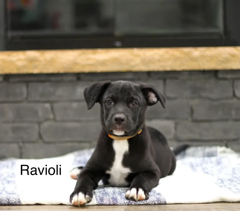 A baby medium-sized male Mixed Breed dog named Ravioli for adoption in Mobile, AL