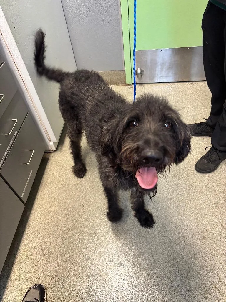 A young medium-sized male German Shorthaired Pointer dog named Dax for adoption in Bloomington, IN