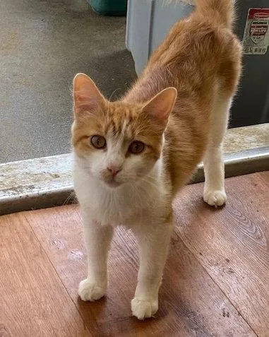 An adult large-sized male Domestic Medium Hair cat named Buddy for adoption in Escondido, CA
