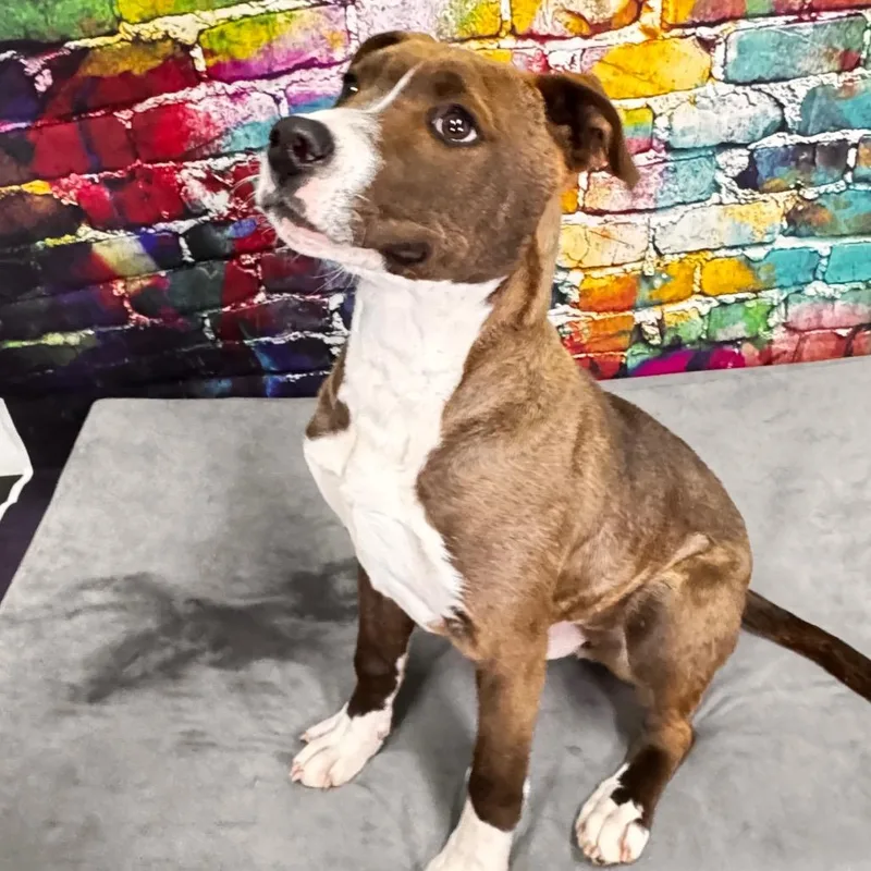 A young medium-sized male Brown / Chocolate Australian Cattle Dog / Blue Heeler dog named Masonbuddy for adoption in Franklin, NC