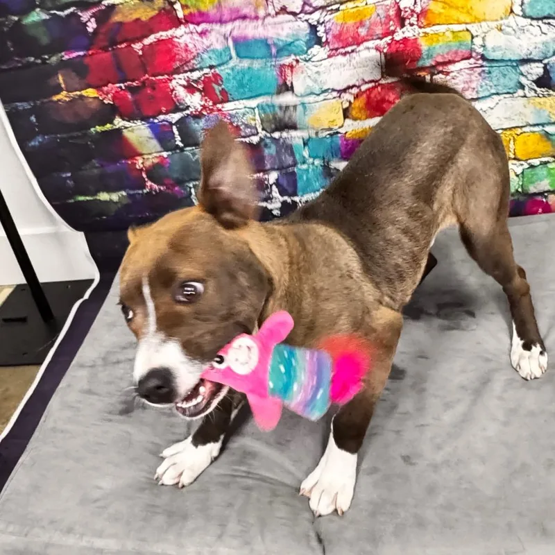 Masonbuddy thumbnail 3