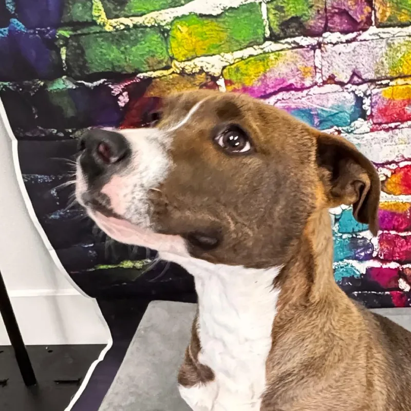 Masonbuddy thumbnail 4