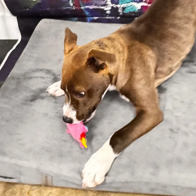 Masonbuddy thumbnail 6