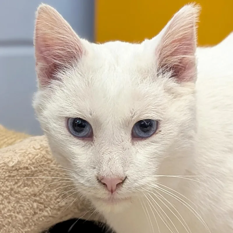 A senior medium-sized male White Domestic Short Hair cat named Frank for adoption in Jefferson, WI