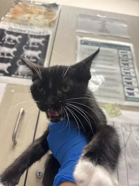 A baby small-sized male Domestic Short Hair cat named Discovery for adoption in Las Vegas, NV