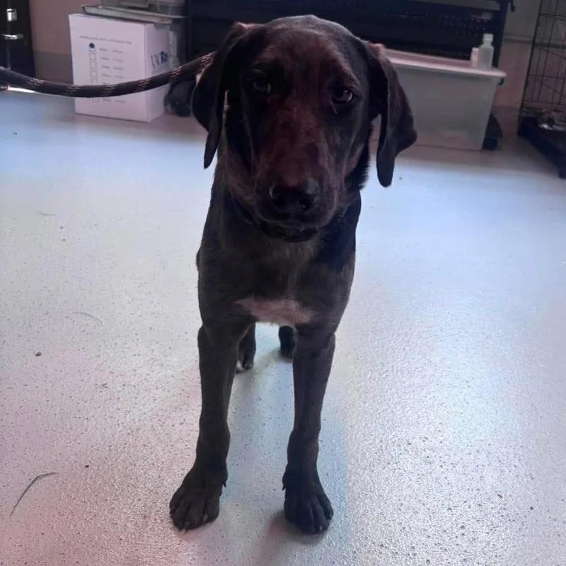 A young medium-sized male Brown / Chocolate Mixed Breed dog named Black Beard for adoption in Huntington, WV