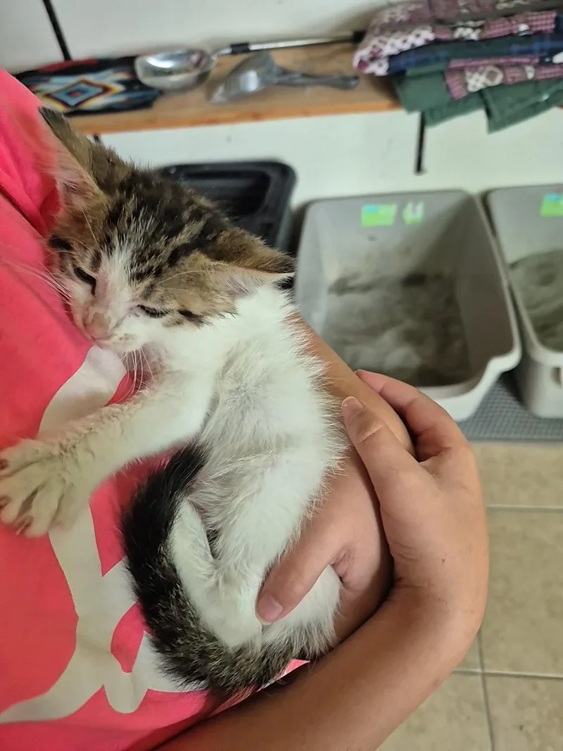 A baby medium-sized female Domestic Medium Hair cat named Phillippa for adoption in Magnolia Springs, AL