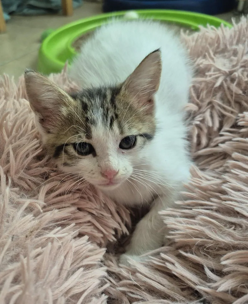 Phillippa thumbnail 3