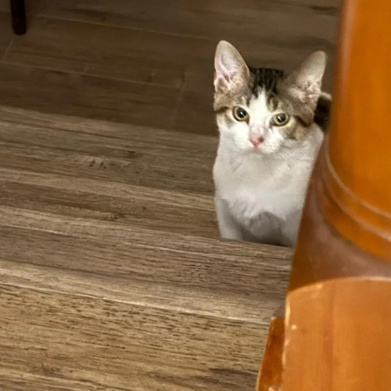A baby small-sized male White Domestic Short Hair cat named DaVinci for adoption in Fort Collins, CO
