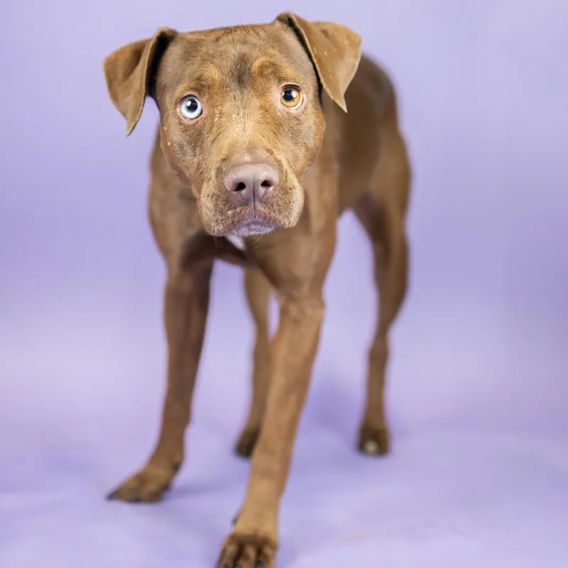 An adult medium-sized female Brown / Chocolate Pit Bull Terrier dog named Cola for adoption in Portland, OR