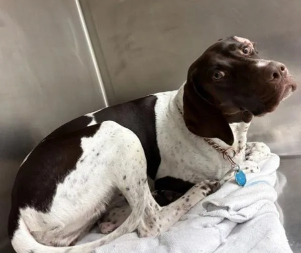 A young medium-sized female German Shorthaired Pointer dog named Genevieve for adoption in Austin, TX