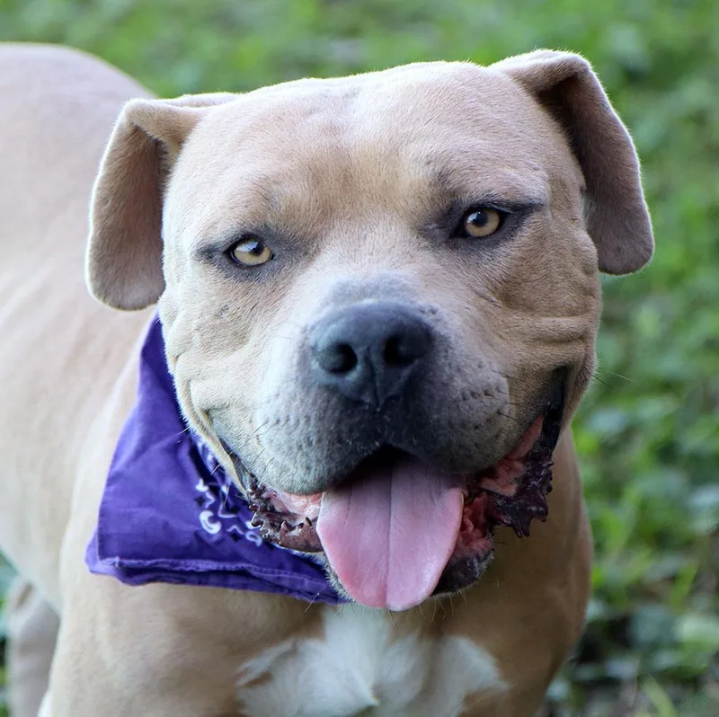 An adult large-sized male American Bulldog dog named Wallace for adoption in Kansas City, KS