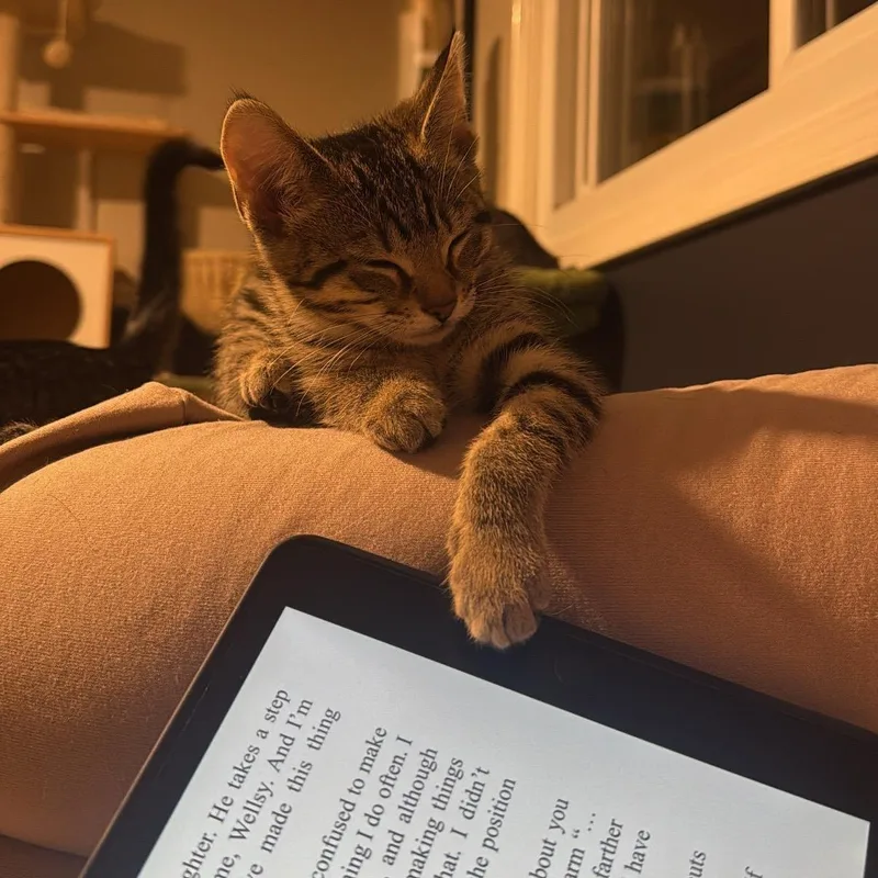 A baby medium-sized female Tabby (Buff / Tan / Fawn) Domestic Short Hair cat named Pancake & Waffle for adoption in Royal Oak, MI