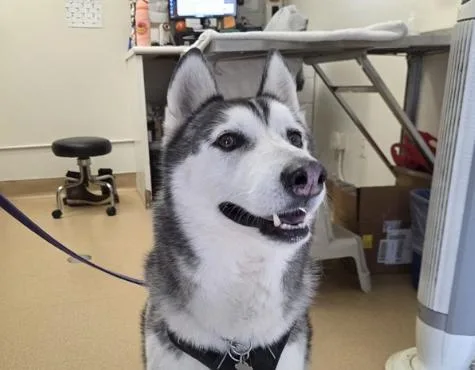 An adult large-sized male Black Siberian Husky dog named Rio for adoption in San Clemente, CA