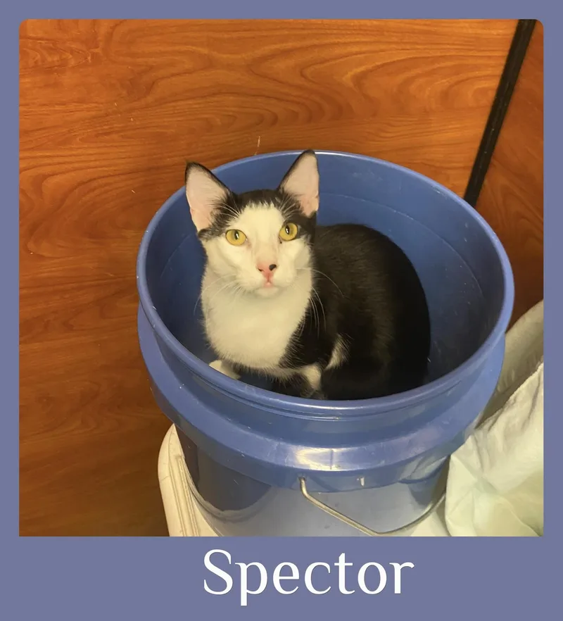 Spector