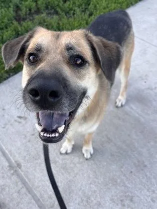 An adult large-sized male Black Mixed Breed dog named Gimli for adoption in Kansas City, MO