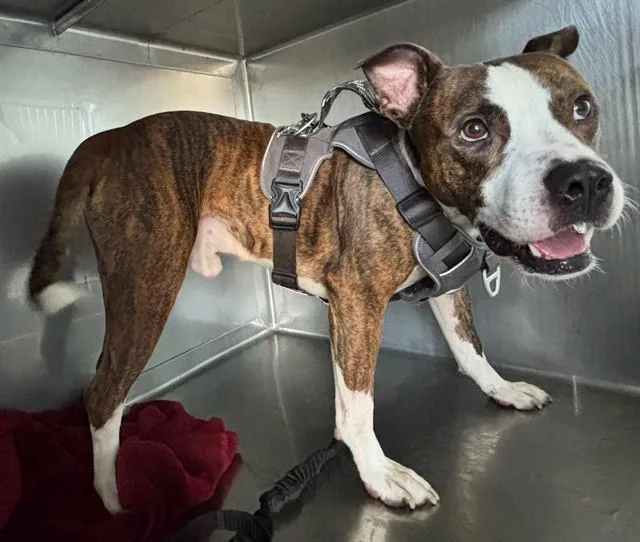 A young medium-sized male Boxer dog named Brass for adoption in Baldwin Park, CA