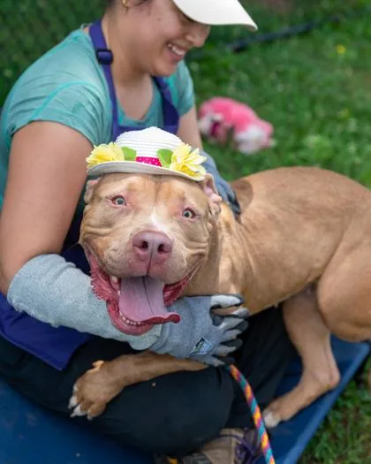 An adult large-sized female Mixed Breed dog named Sigrid for adoption in Chamblee, GA