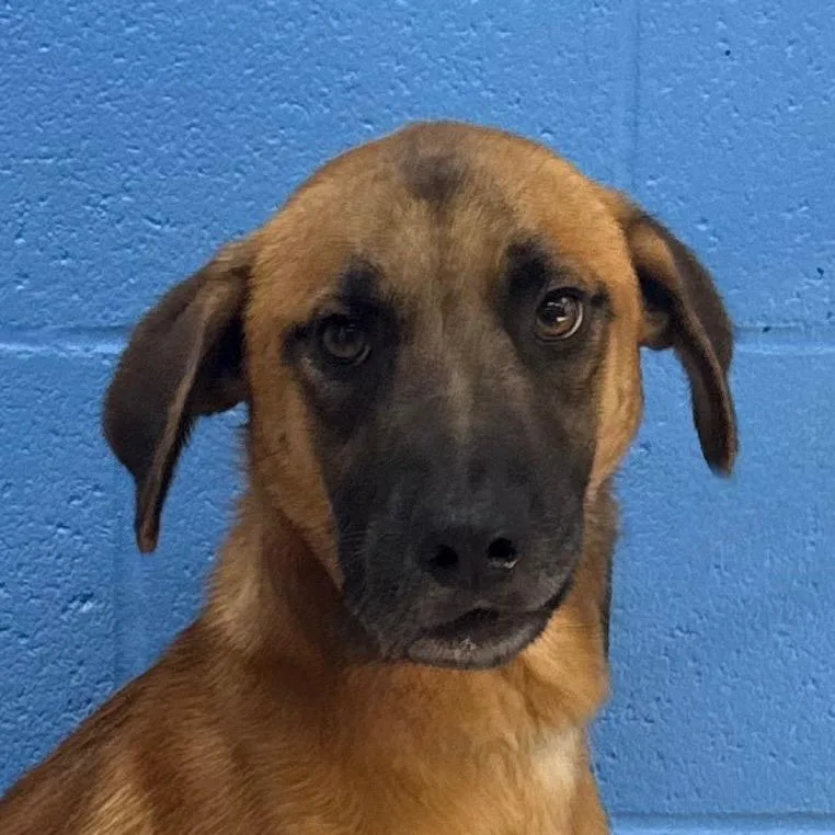An adult medium-sized male Yellow / Tan / Blond / Fawn Shepherd dog named Luke Jack for adoption in Pine Bluff, AR