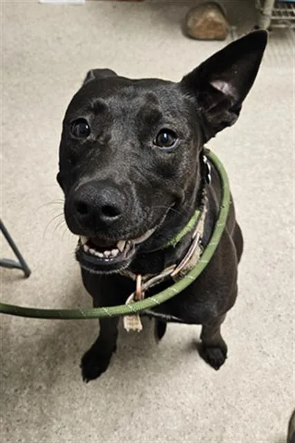 A young medium-sized female Pit Bull Terrier dog named Gypsy for adoption in Bakersfield, CA