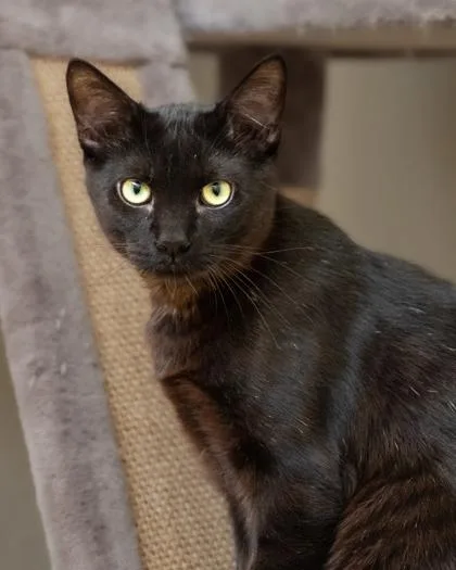 A young small-sized male Domestic Short Hair cat named Ashes for adoption in Santa Paula, CA