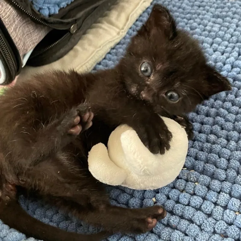 A baby small-sized female Domestic Short Hair cat named Cricket for adoption in Mooresville, NC