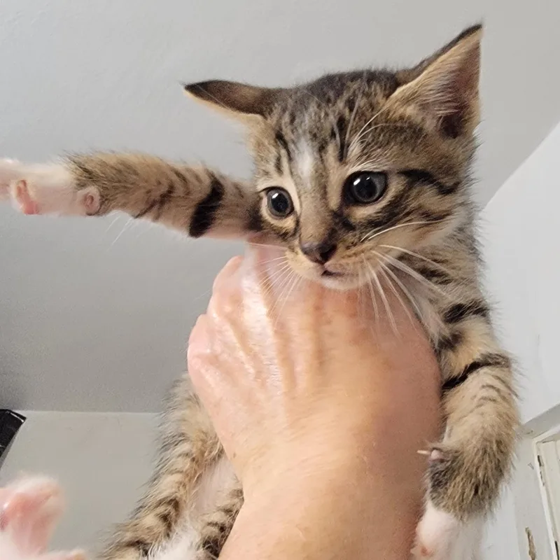 A young medium-sized male Tabby (Brown / Chocolate) Domestic Short Hair cat named Parkour for adoption in Houston, TX