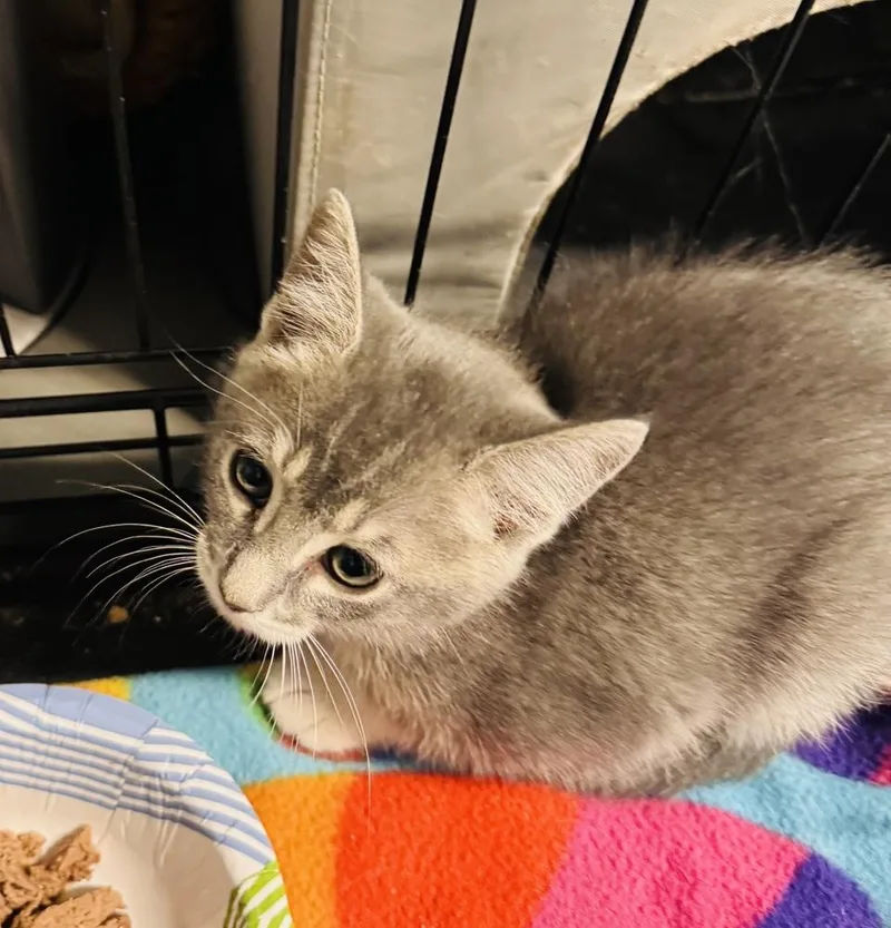 A baby small-sized female Gray / Blue / Silver Domestic Short Hair cat named Elsa for adoption in Jackson, GA