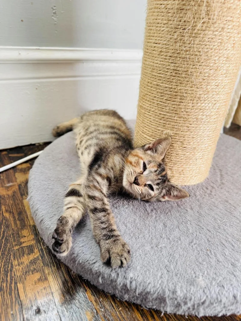 A baby medium-sized female Torbie cat named Quack for adoption in Rochester , NY