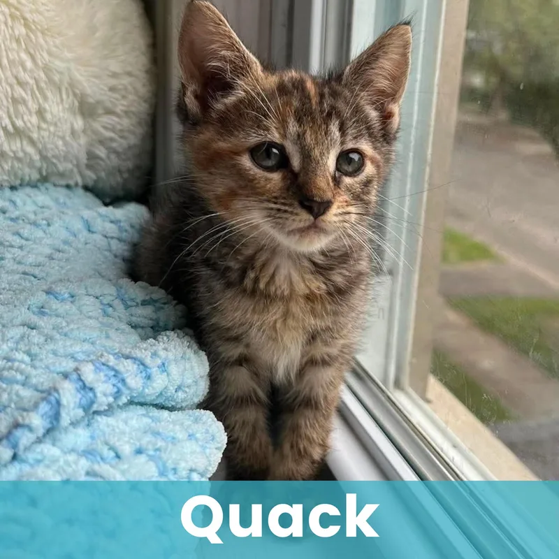 Quack thumbnail 4