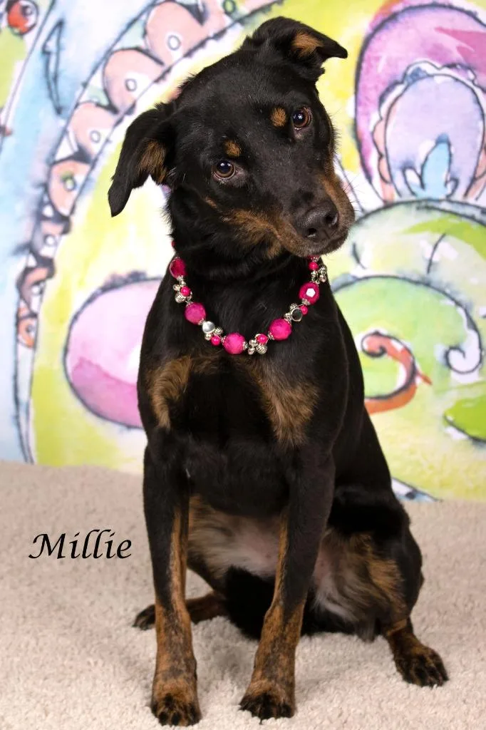 Millie thumbnail 2