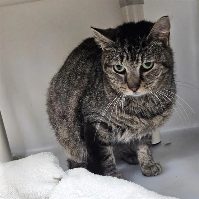 An adult small-sized female Domestic Short Hair cat named Ritz for adoption in Westminster, MD